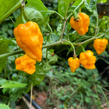 Scotch Brains XCP - Seeds - The Pepper Pantry (Formerly Marie Sharp's)